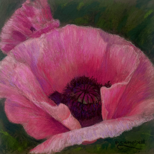 Pink Poppies